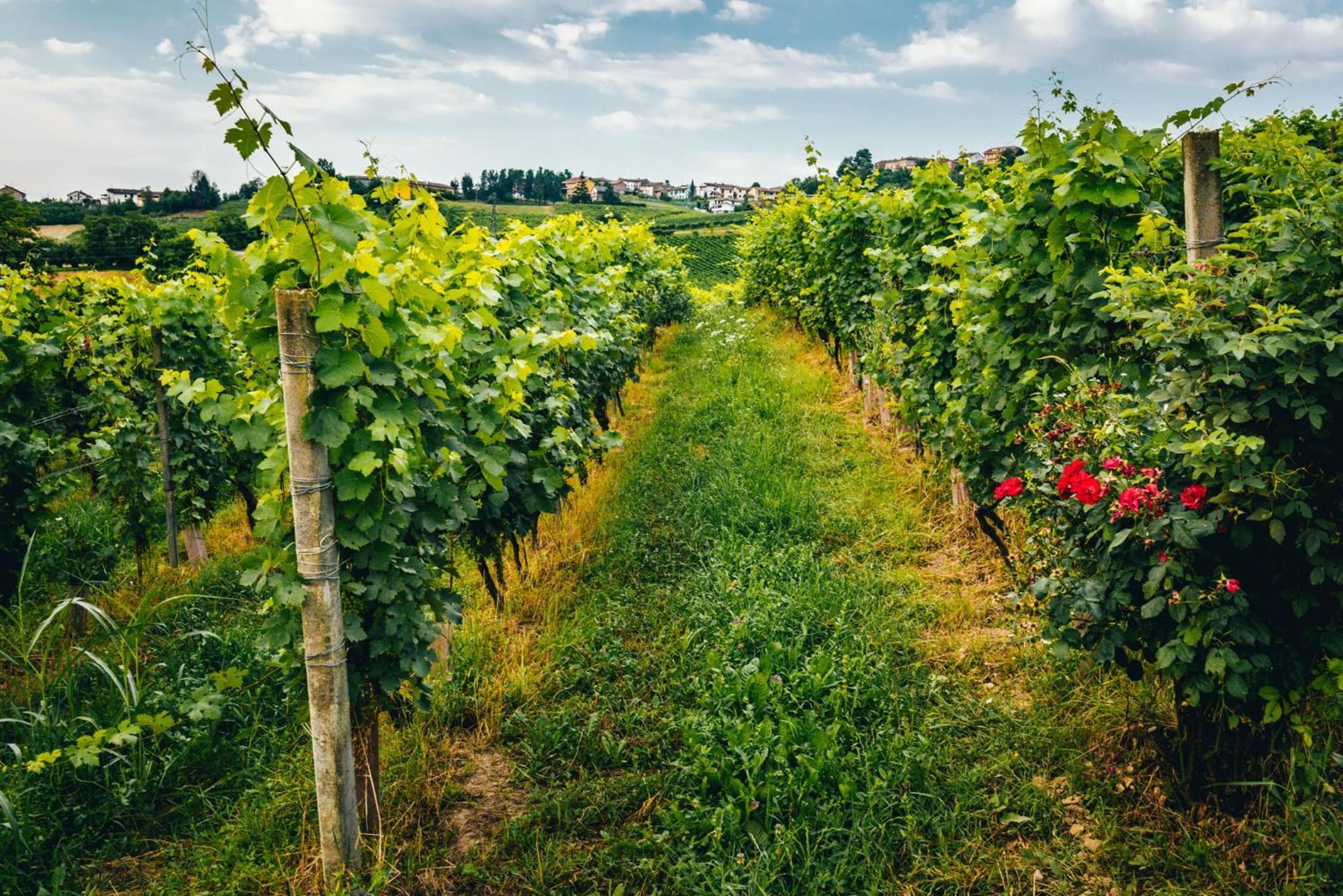 Agriturismo Dacapo Agliano Terme Exteriér fotografie